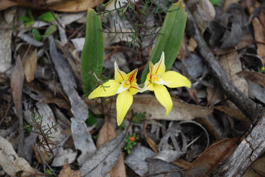 new wild flowers