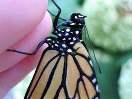 Male Monarch Butterfly