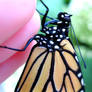 Monarch Butterfly Close up