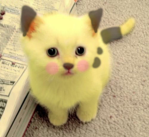 pikachu cat