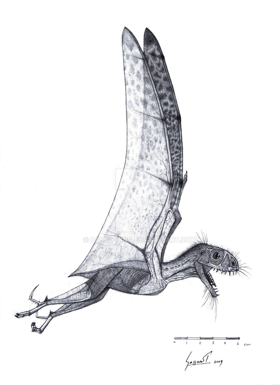 Anurognathus in flight