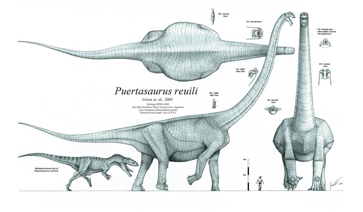 Puertasaurus reuili by Paleo-King