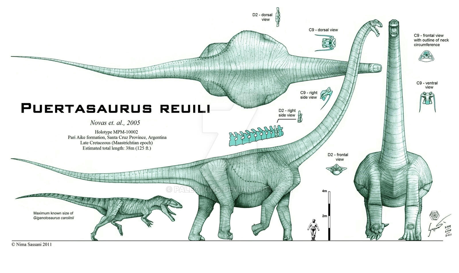Puertasaurus reuili - REVISED