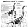 Brachiosaurus altithorax hi-fi skeletal