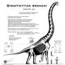 Giraffatitan brancai hi-fi skeletal