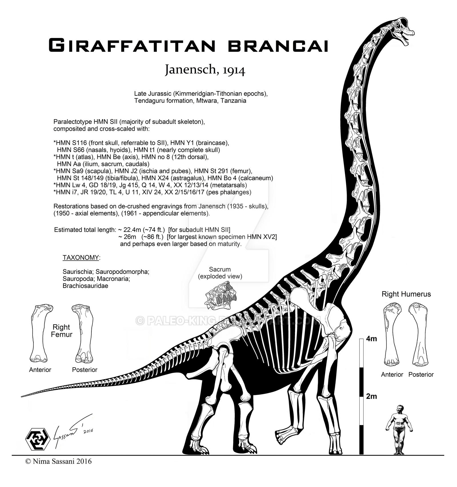 Giraffatitan brancai hi-fi skeletal