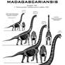 Lapparentosaurus madagascariensis skeletal