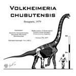 Volkheimeria chubutensis skeletal