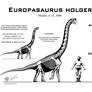 Europasaurus holgeri skeletal