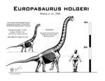 Europasaurus holgeri skeletal