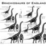 British Brachiosaurs