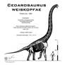 Cedarosaurus weiskopfae