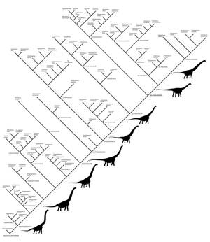 Titanosaurs and other Somphospondyli