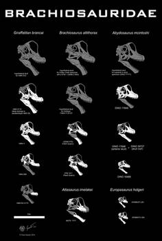 Brachiosaurid skull comparison