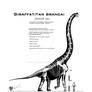 Giraffatitan brancai rigorous skeletal