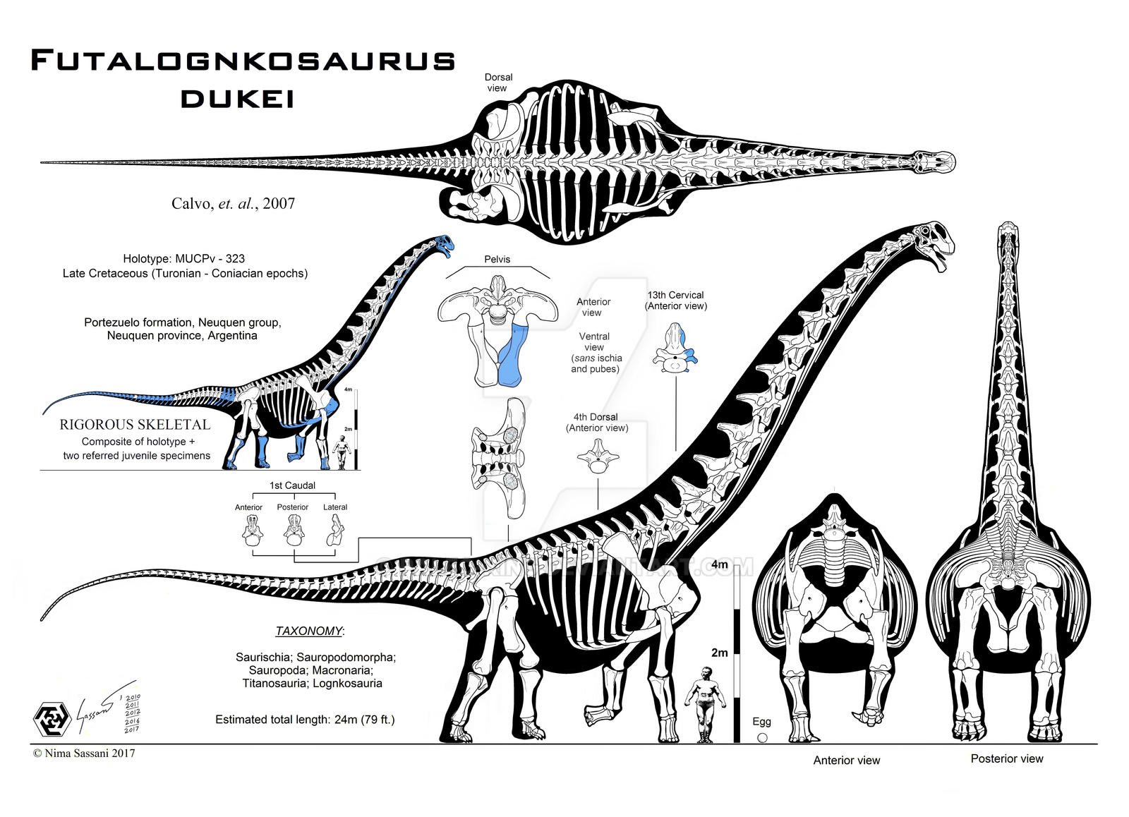 Futalognkosaurus dukei Mk. X (Calvo edition)