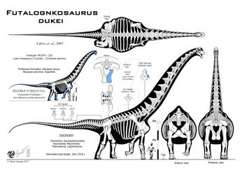 Futalognkosaurus dukei Mk. X (Calvo edition)