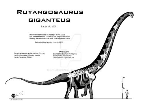 Ruyangosaurus giganteus Mk-II