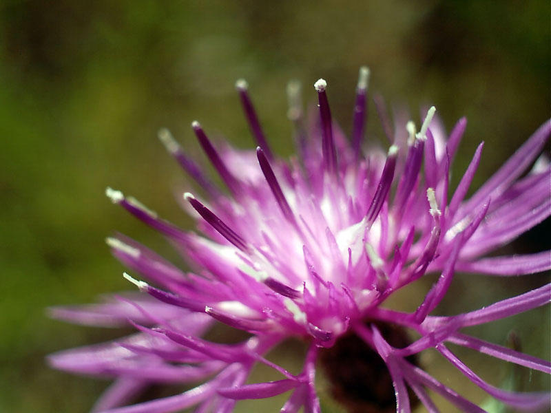 Punk Flower by funkinbass on DeviantArt