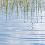 Grass Reflection