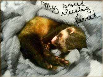 My sleeping ferret