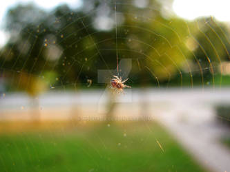 Spider - Macro