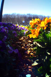 Flower Forest