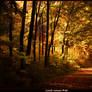 Lonely Autumn Walk