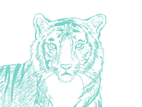 Tiger c: