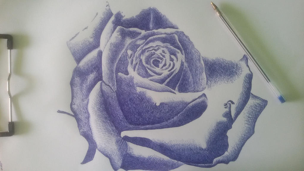 images Ballpoint Pen Drawings Of Flowers ballpoint pen drawing rose by