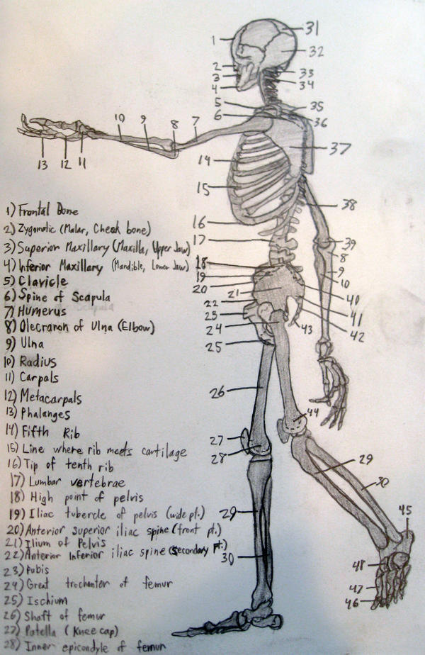 Color Code Skeleton Diagram Skeletal Diagram by gadren on DeviantArt