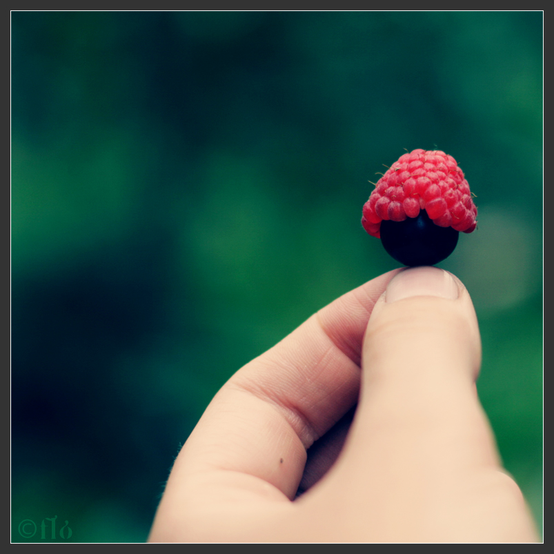 hat for black currant