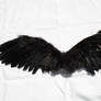 Black Feather Wings -back