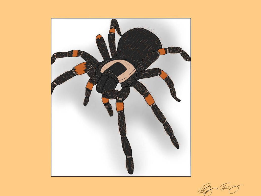 Tarantula Deviantart Tarantula by OhxFiddlesticks on DeviantArt