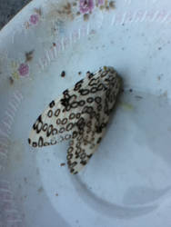 Giant Leopard Moth