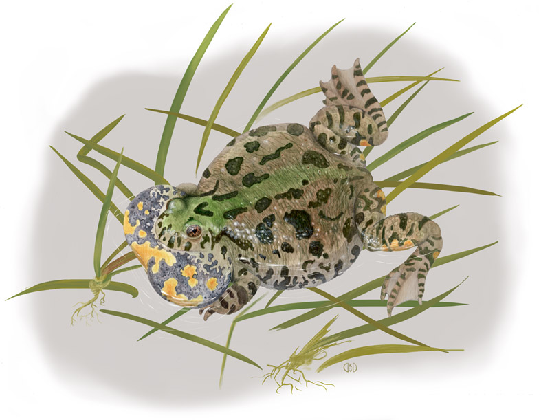 Firebellied toad, Bombina b.