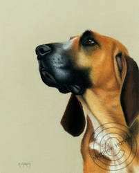 'Old Bloodhound' pastel on Pastelmat