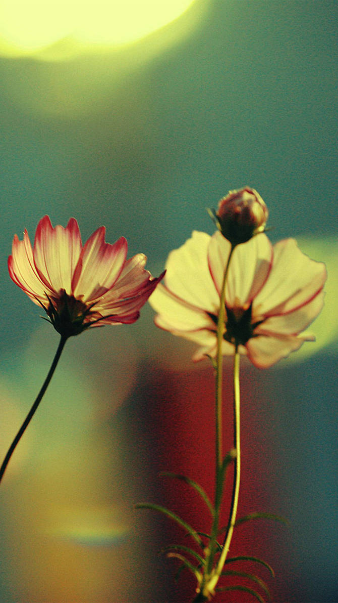 Flower Wallpapers Iphone 6s Plus By Mrjok2016 On Deviantart