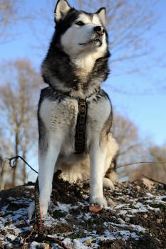 Iva the malamute