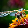 Tropical Dragonfly