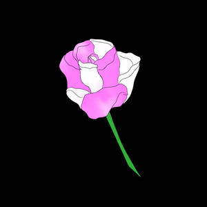 pink and white rose