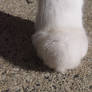 Cat Paw Reference (Forepaw - Front View) 1