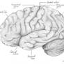 Lobes of the Brain