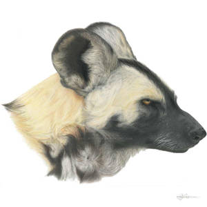 Hasani - African Painted Dog