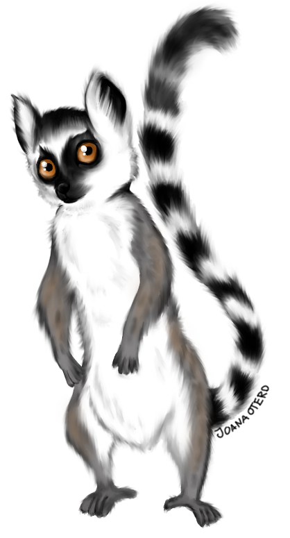 Rupert the Lemur