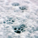 Paw in snow by Ambyon