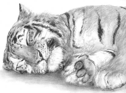 Big cat nap