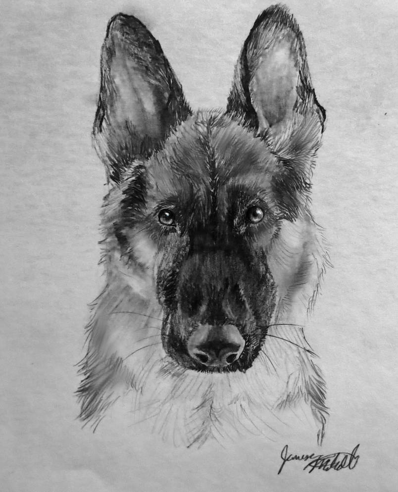 Pencil Shepherd by Jaylynessa on DeviantArt