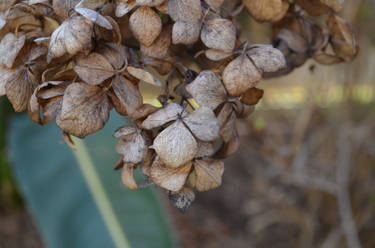 Winter's Hydrangeas