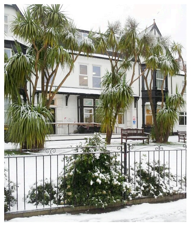 Palm Tres In The Snow